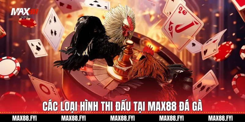 Các loại hình thi đấu tại Max88 Đá gà